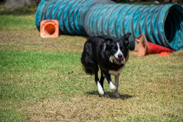 GmbH Gesellschaftszweck – Unternehmensgegenstand: Hunde Merkmale Verbreitung Verhalten Entwicklung Systematik    NavigationsmenÃÂ¼  aus Magdeburg